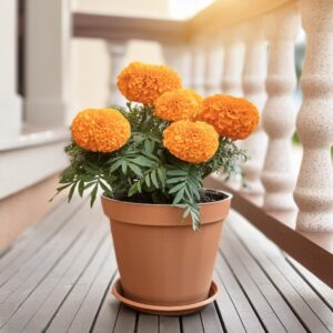 African Marigold (Orange) – Plant