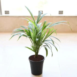 Areca Palm (Small) – Plant