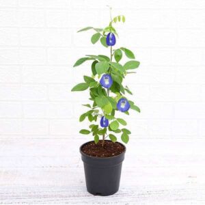 Clitoria Ternatea, Gokarna (Blue) – Plant