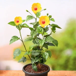 Hibiscus, Gudhal Flower (Yellow red) - Plant