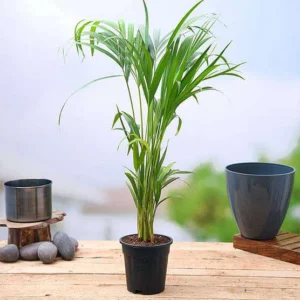 Areca Palm – Plant
