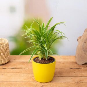 Chlorophytum, Spider Plant – Plant