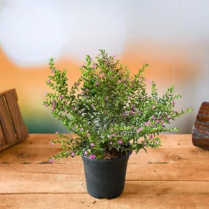 Cuphea Hyssopifolia ( Lavender) – Plant