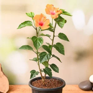 Hibiscus, Gudhal Flower (Orange) - Plant