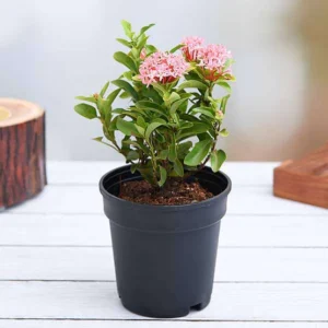 Ixora Mini Dwarf (Pink) – Plant