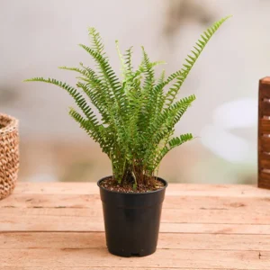 Nephrolepis exaltata bosteniensis, Boston Fern – Plant