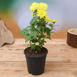 Shevanti, Chrysanthemum (Any Color) – Plant