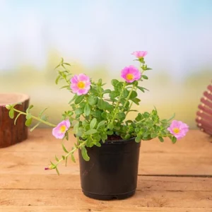 Portulaca, 10 O Clock (Pink) – Plant