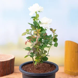 Rose (White) – Plant