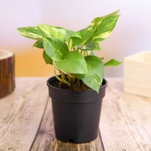 Money Plant, Scindapsus (Green) – Plant