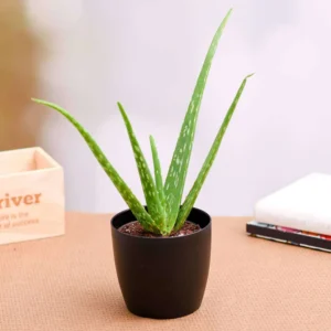 Aloe vera – Succulent Plant