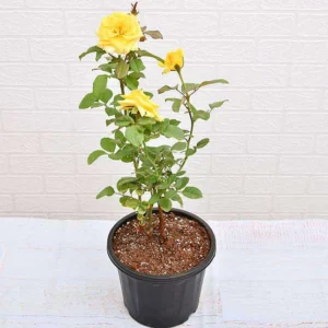 Rose (Yellow) – Plant