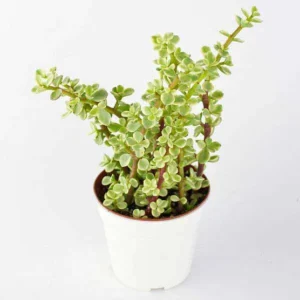 Variegated elephant bush, Jade plant variegated - Succulent Plant