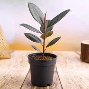 Rubber Tree, Rubber Plant, Ficus elastica (Small) – Plant