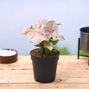 Syngonium (Pink) Plant